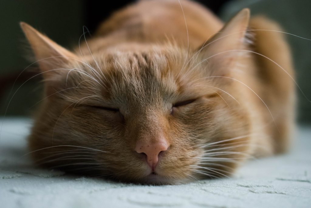 Reddish cat lies sleeping comfortably on white carpet.
