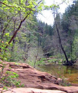 Red rocks, forest, creek, and wildflowers on the West Fork of Oak Creek Trail in Coconino National Forest just south of Flagstaff, Arizona